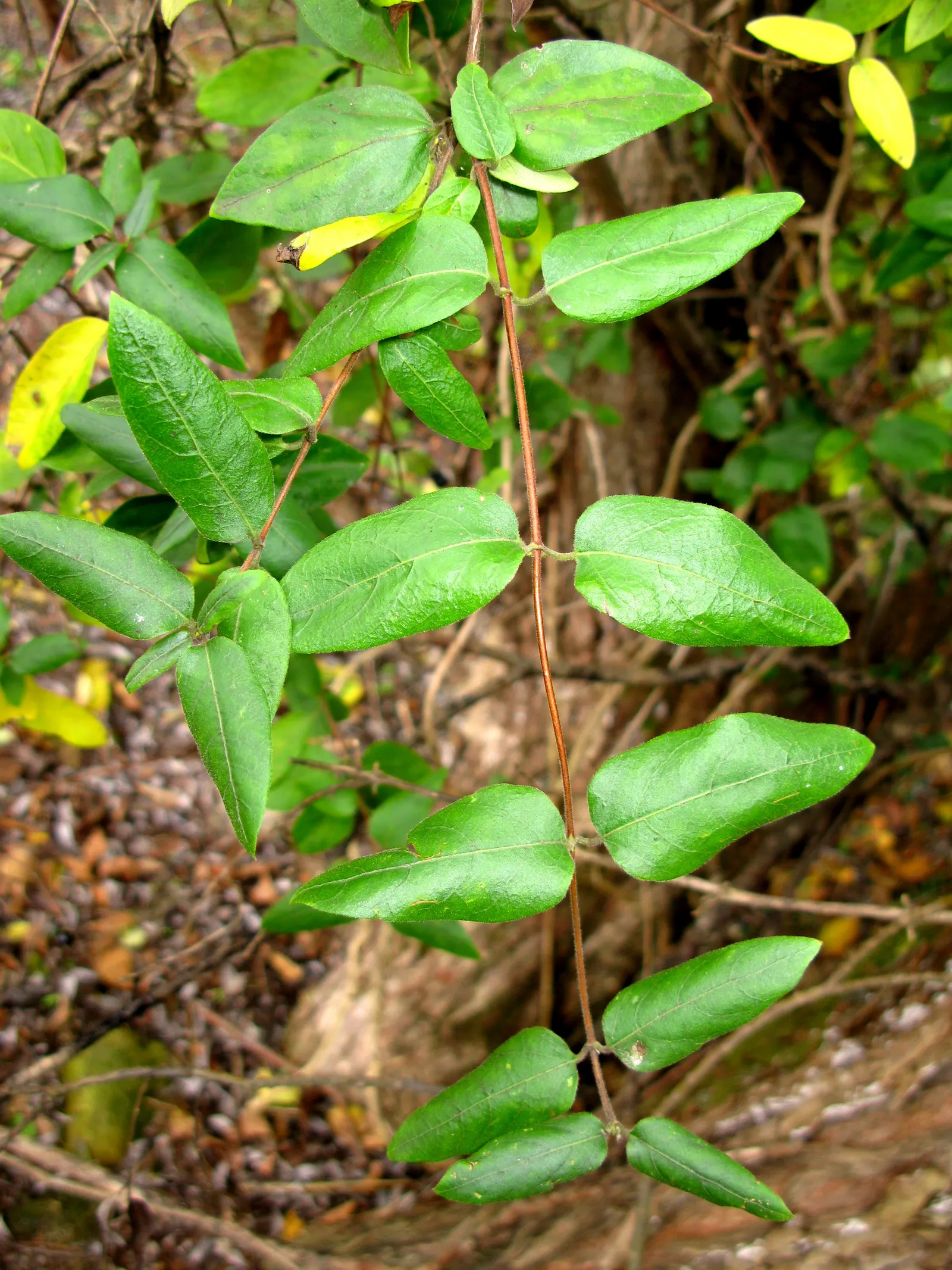 Japanese Honeysuckle (Lonicera Japonica 'Mint Crisp') — It thrives in USDA hardiness zones 4 through 11, preferring full sun to partial shade; ideal for