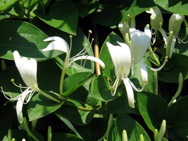 Japanese Honeysuckle (Lonicera Japonica 'Mint Crisp') — It thrives in USDA hardiness zones 4 through 11, preferring full sun to partial shade