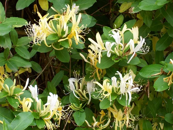 Japanese Honeysuckle (Lonicera Japonica 'Mint Crisp') — with a spread of 3-6 feet; ideal for trellises or fences, image 115