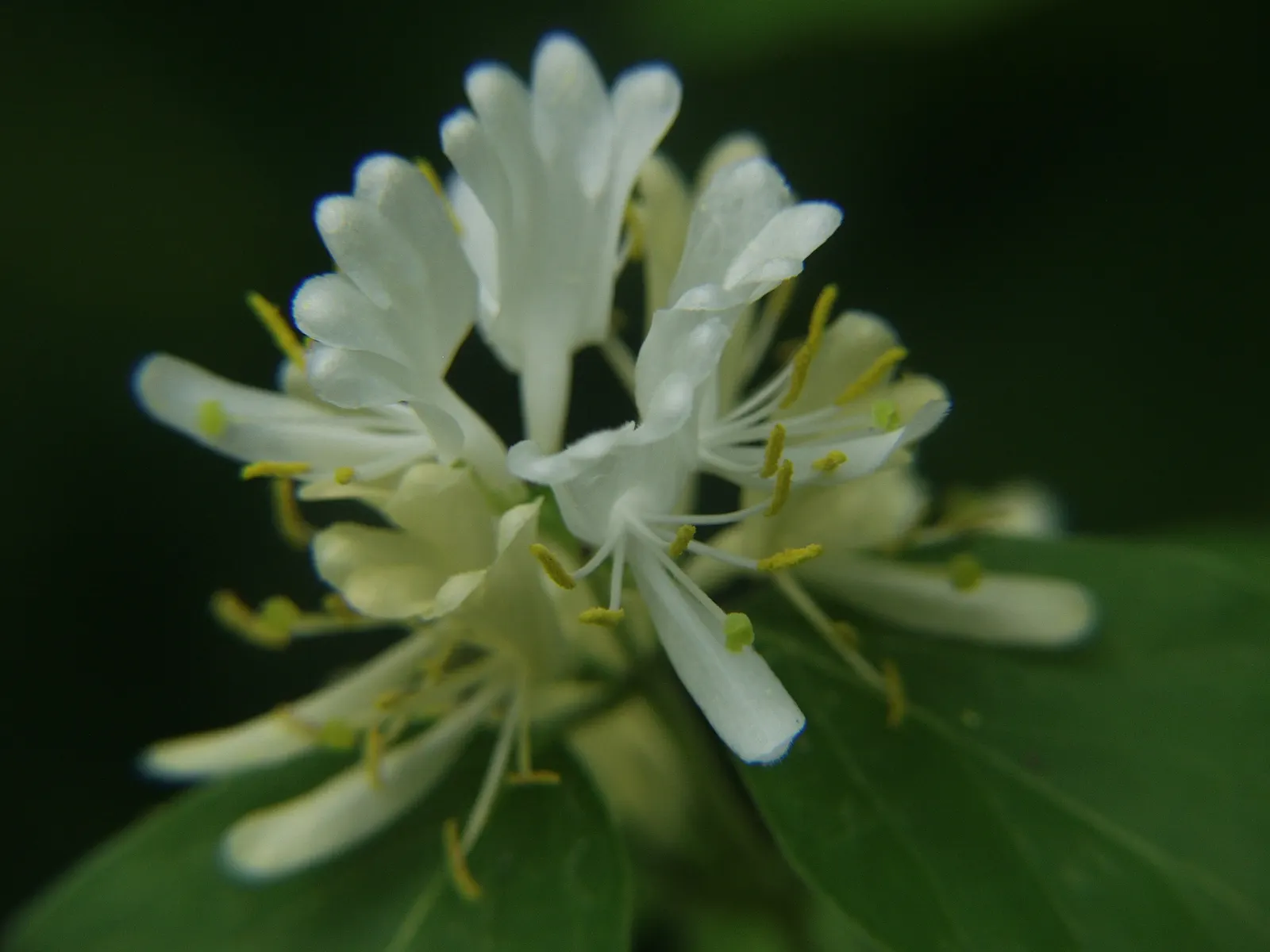 Japanese Honeysuckle (Lonicera Japonica 'Mint Crisp') — adding an ecological benefit to their ornamental value; ideal for trellises or fences, image 103