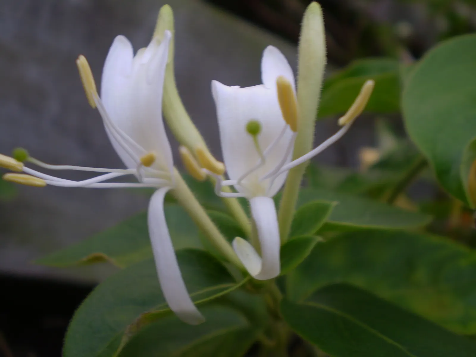 Japanese Honeysuckle (Lonicera Japonica 'Mint Crisp') — exuding a sweet aroma and transitioning from pure white to a soft yellow; making it ideal, image 59