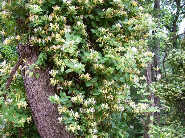 Japanese Honeysuckle (Lonicera Japonica 'Mint Crisp') — vine for full or half; their nectar-rich blossoms attract pollinators such as butterflies, image 105