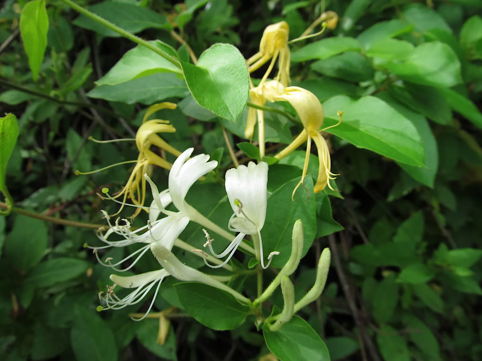 Japanese Honeysuckle (Lonicera Japonica 'Mint Crisp') — It is essential to manage this plant carefully, as it can become invasive if not, image 62