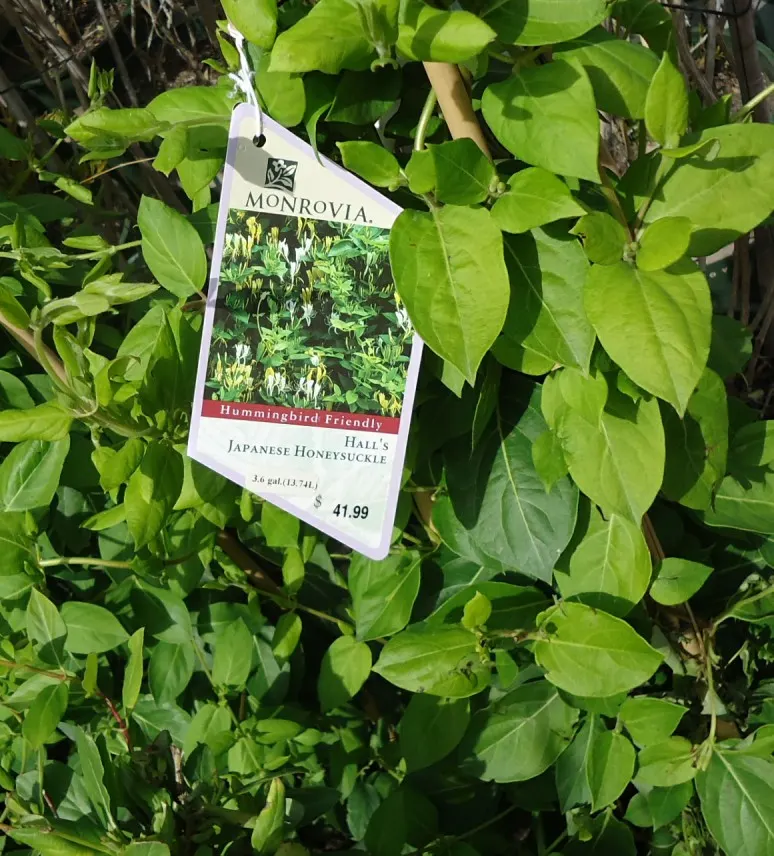 Japanese Honeysuckle (Lonicera Japonica 'Mint Crisp') — is a vigorous vine with striking green leaves edged in cream; ideal for trellises or fences, image 64
