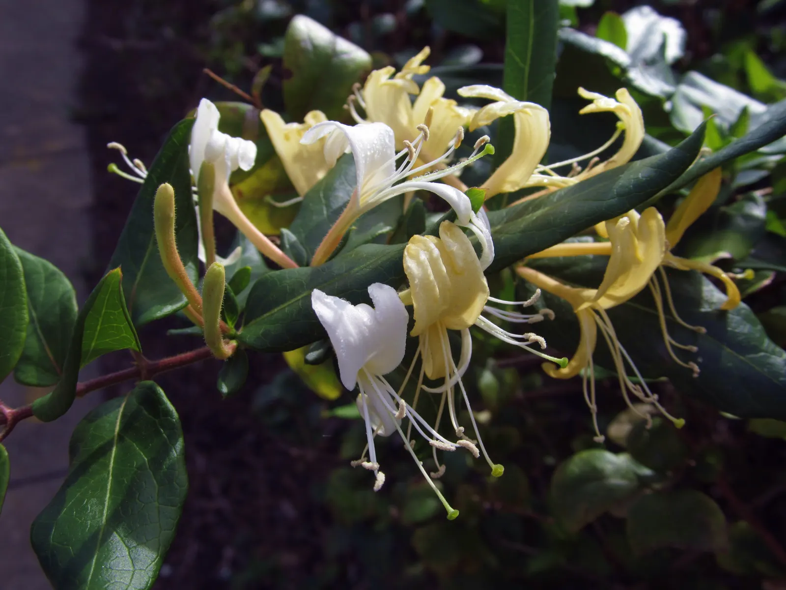 Japanese Honeysuckle (Lonicera Japonica 'Mint Crisp') — Ideal for trellises or fences, image 109