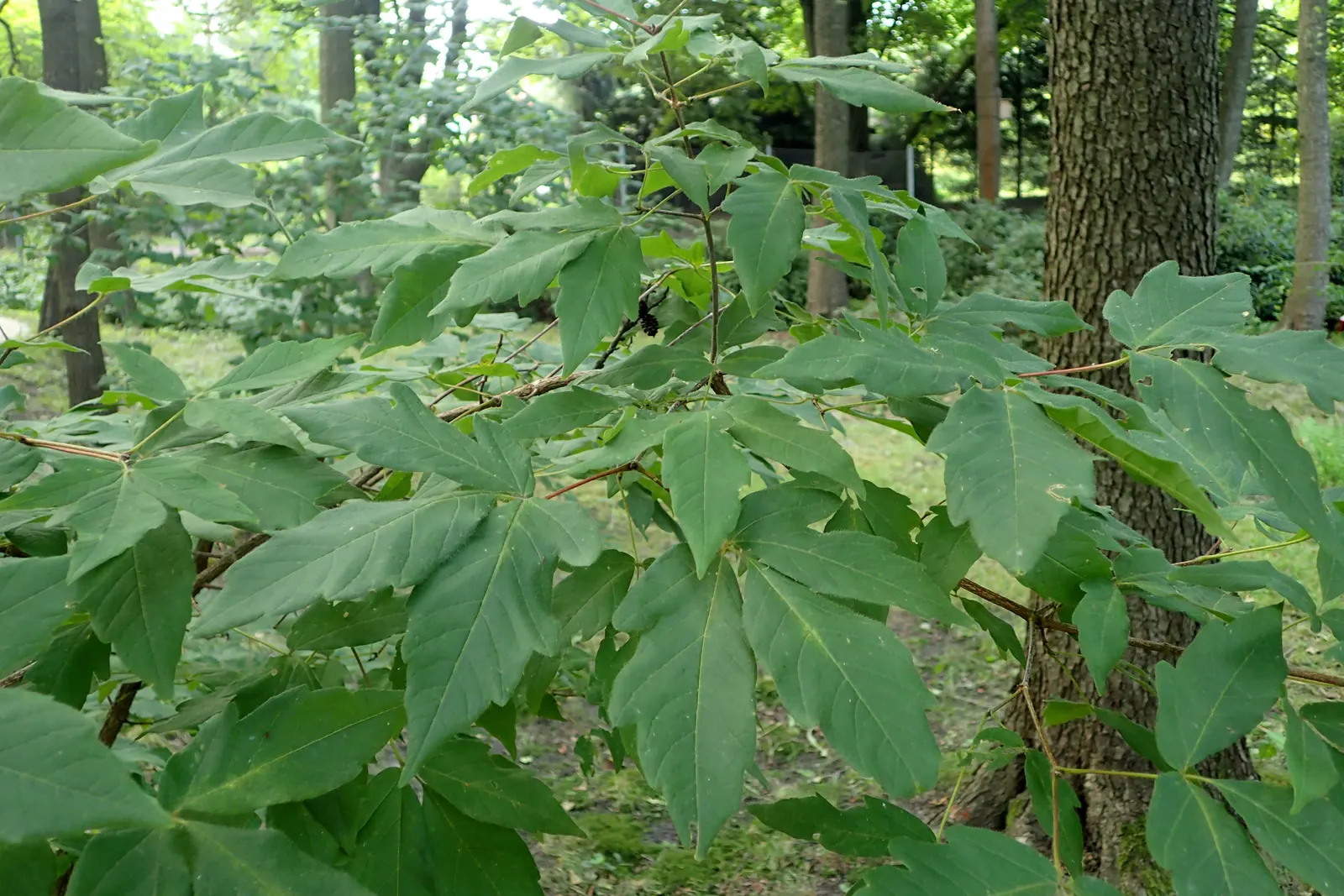 Three Flowered Maple (Acer Triflorum) — offering year-round beauty and interest with an easy care profile