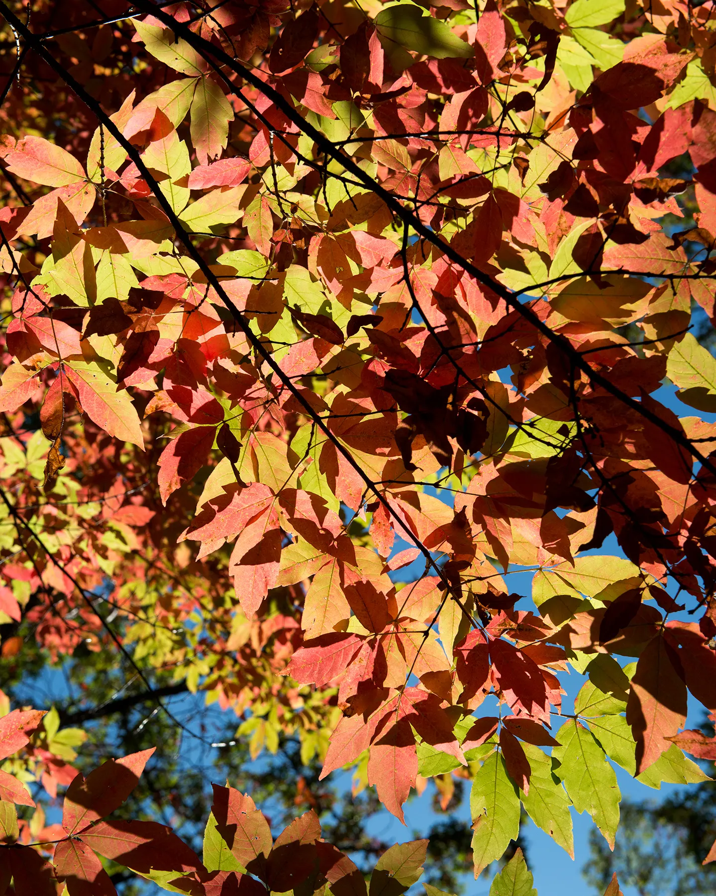 Three Flowered Maple (Acer Triflorum) — Clusters of yellow-green flowers emerge in spring