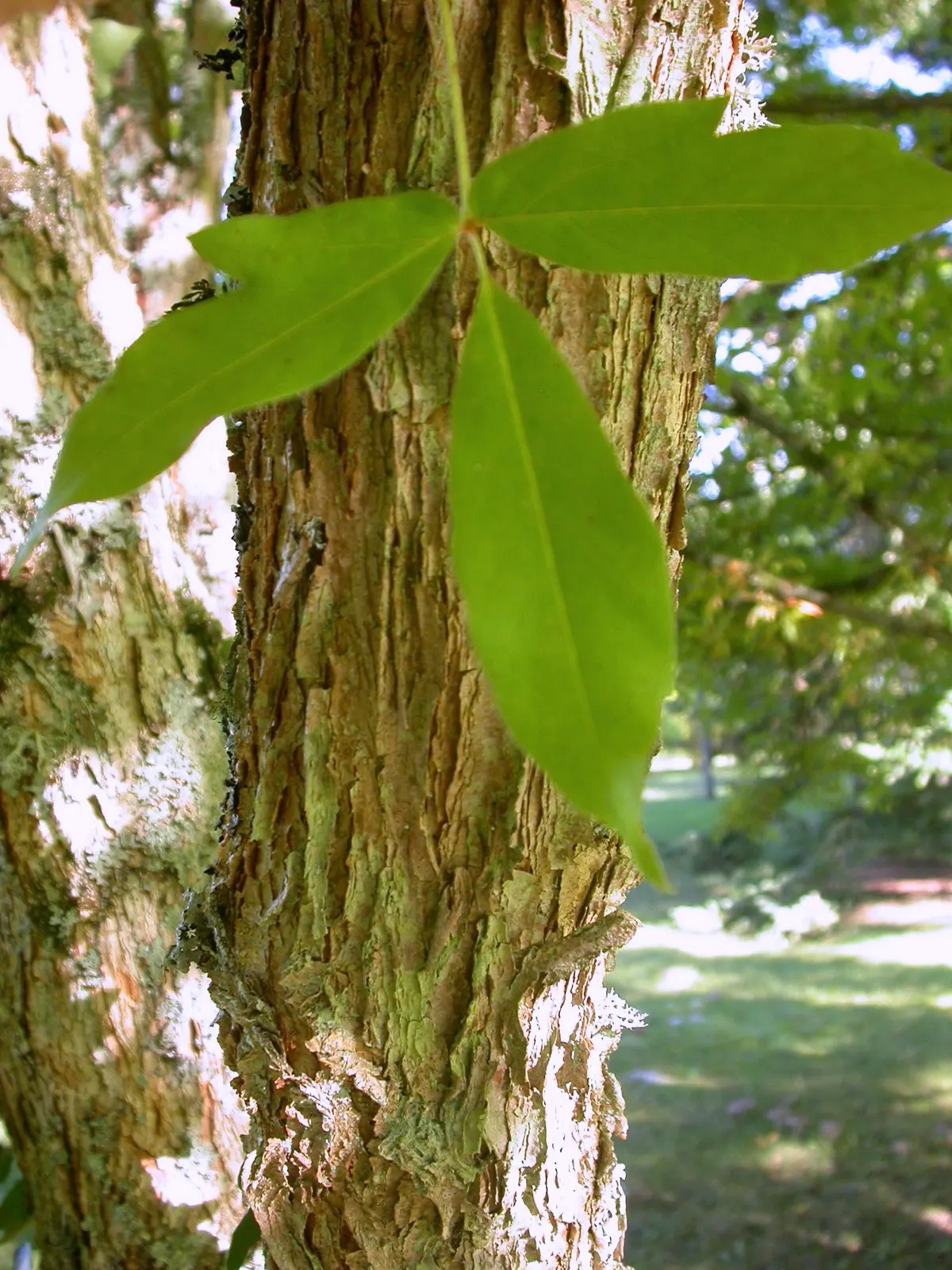 Three Flowered Maple (Acer Triflorum) — With resistance to common pests and diseases