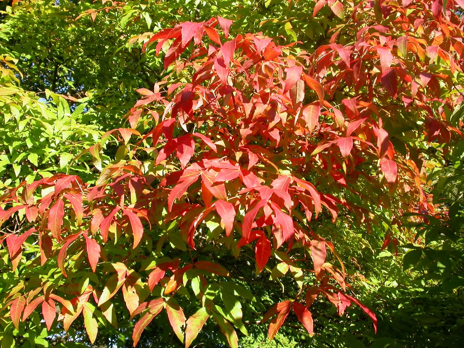 Three Flowered Maple (Acer Triflorum) — adding winter interest to the planting.<br><br>For optimal growth