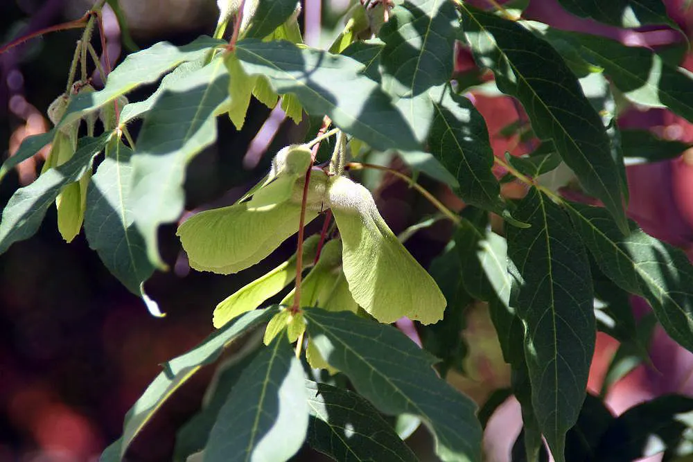 Three Flowered Maple (Acer Triflorum) — Its trifoliate leaves - a unique trait rarely seen in maples - are composed of three leaflets