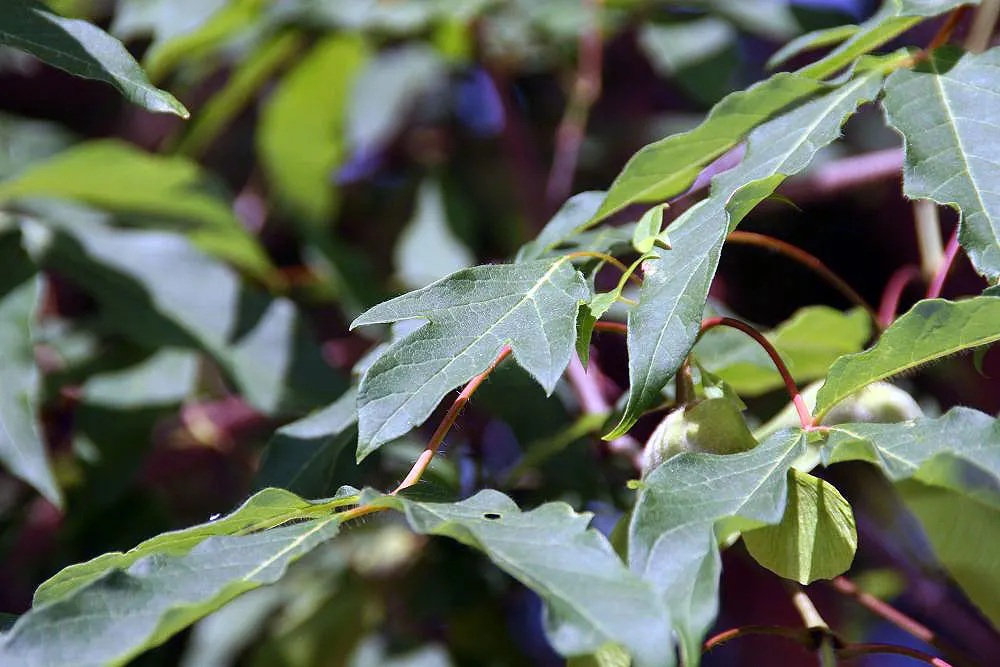 Three Flowered Maple (Acer Triflorum) — An elegant choice for four-season interest