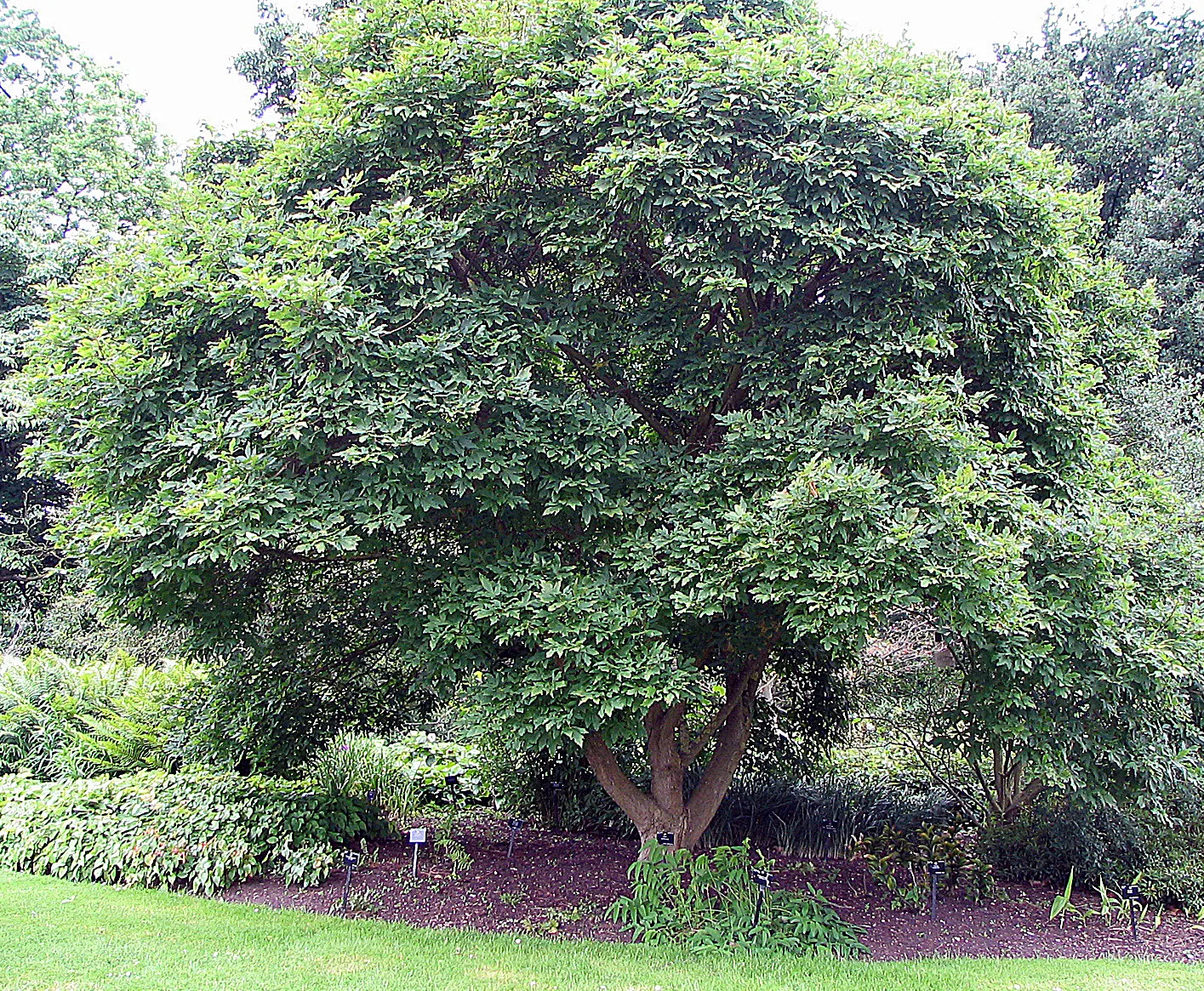 Three Flowered Maple (Acer Triflorum) — it is hardy in USDA zones 5 through 8; with a spread of 15-25 ft