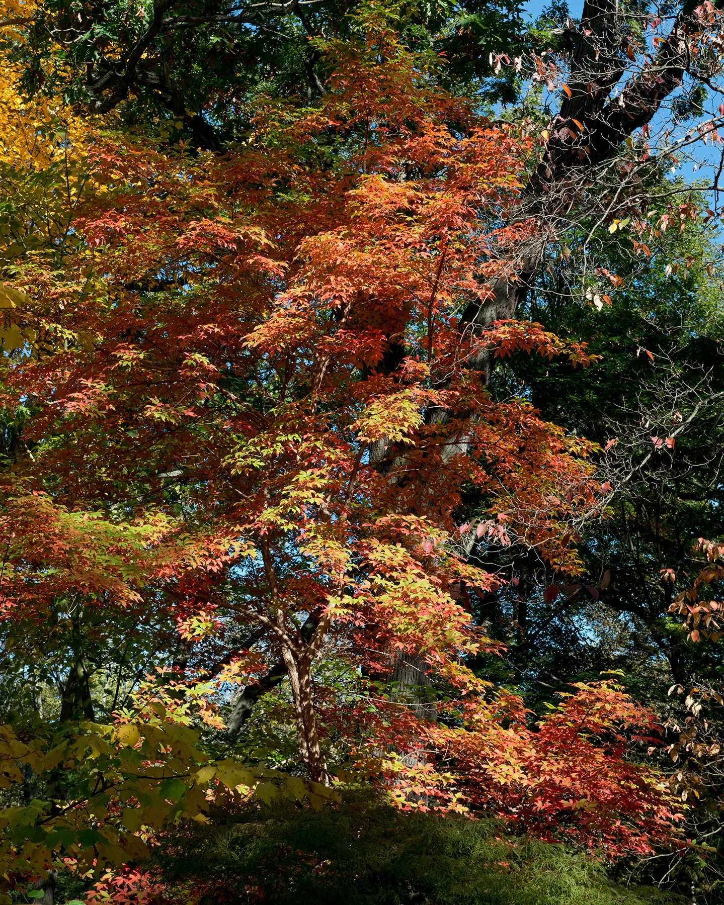 Three Flowered Maple (Acer Triflorum) — Prefers full sun to partial shade, thrives in well-drained soils, and is hardy in USDA zones 4-8