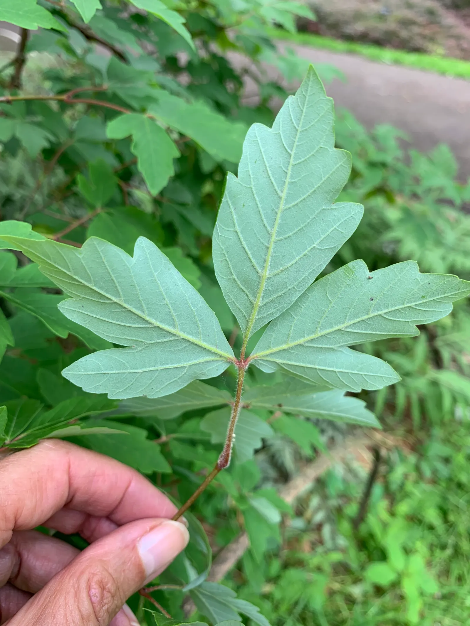Three Flowered Maple (Acer Triflorum) — its rounded to oval crown offers a compact silhouette suitable for smaller gardens or limited spaces; notable for