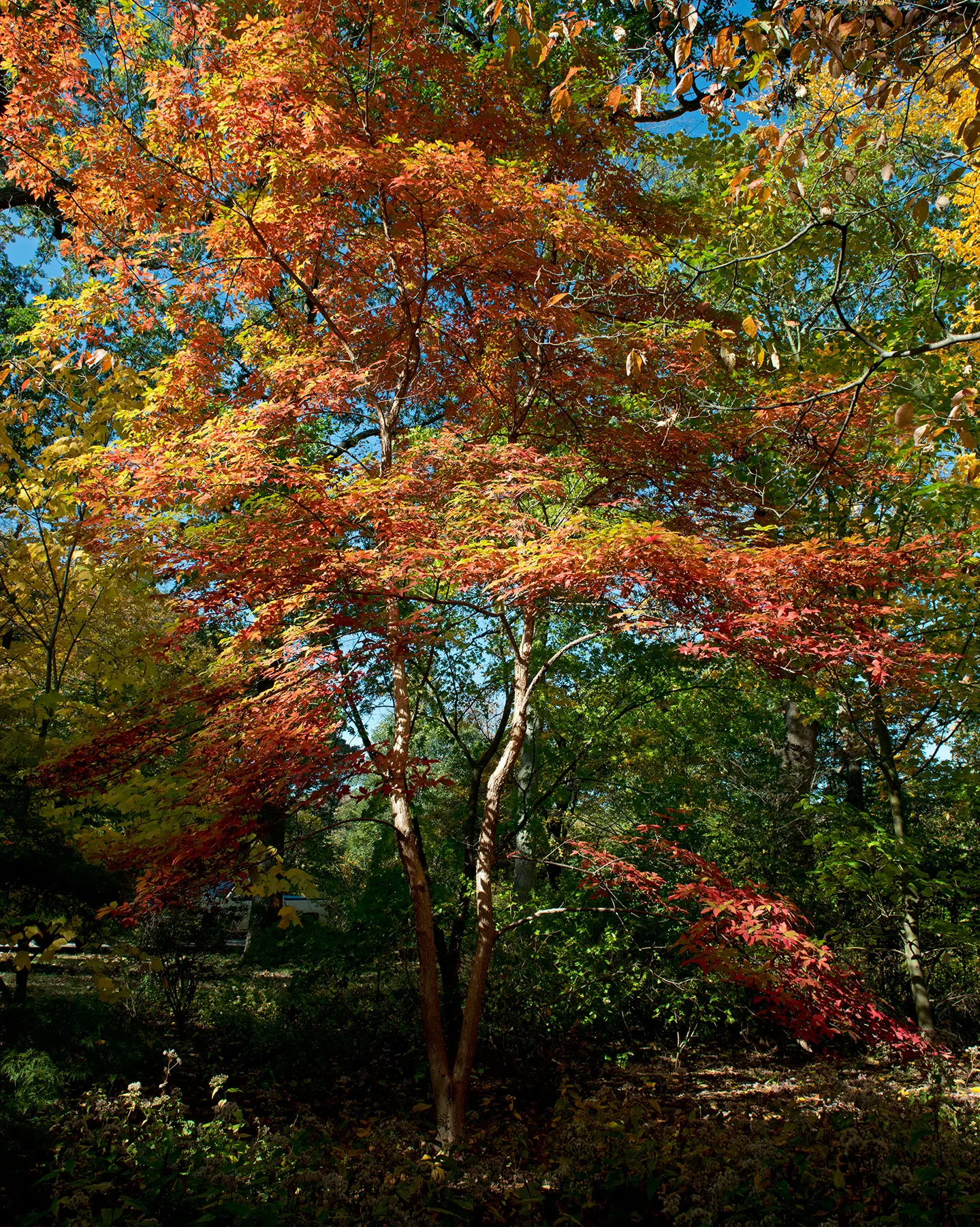 Three Flowered Maple (Acer Triflorum) — notable for providing multi-season interest in a landscape design