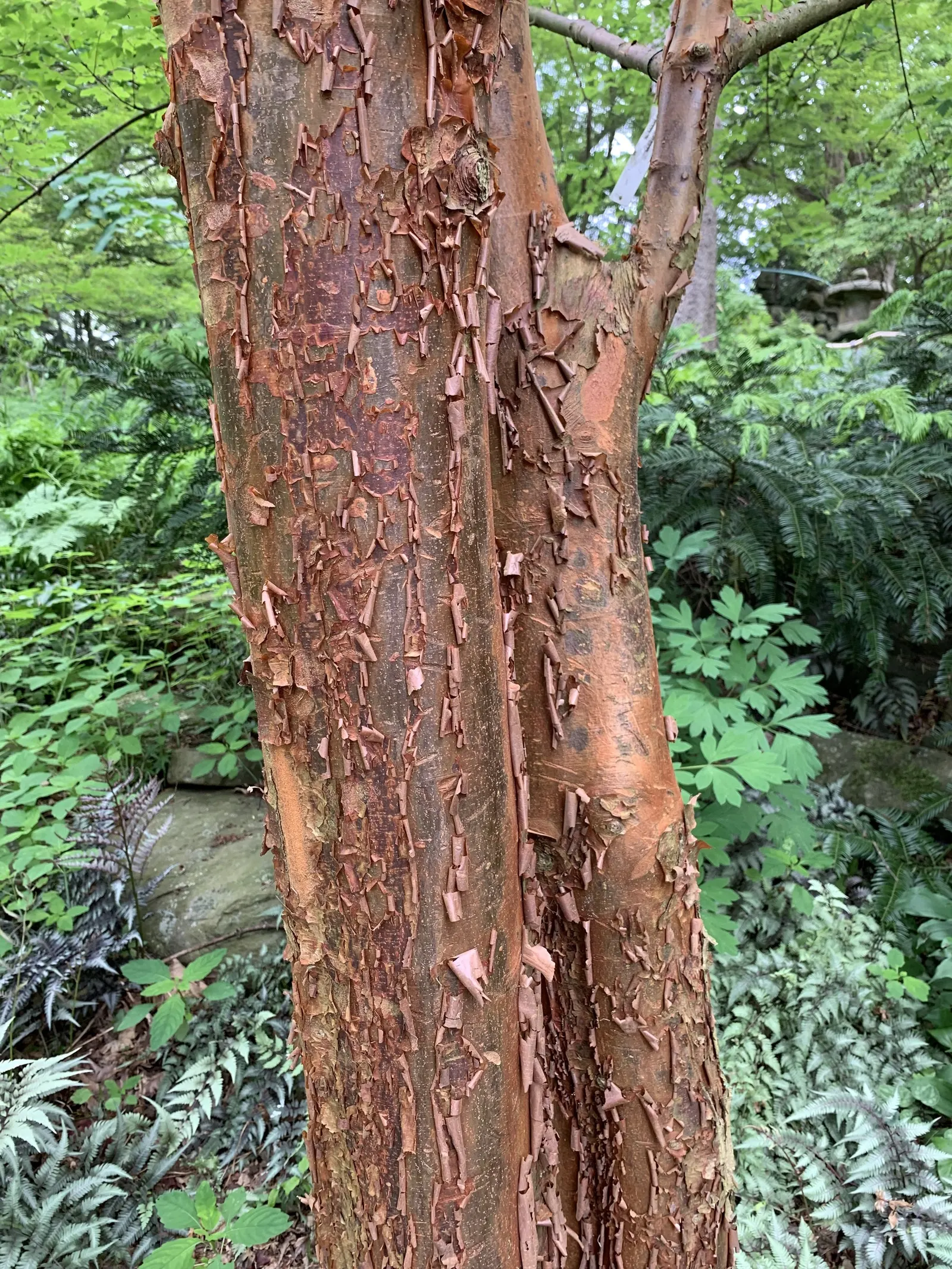 Three Flowered Maple (Acer Triflorum) — Prefers full sun to partial shade, thrives in well-drained soils, and is hardy in USDA zones 4-8; adding winter