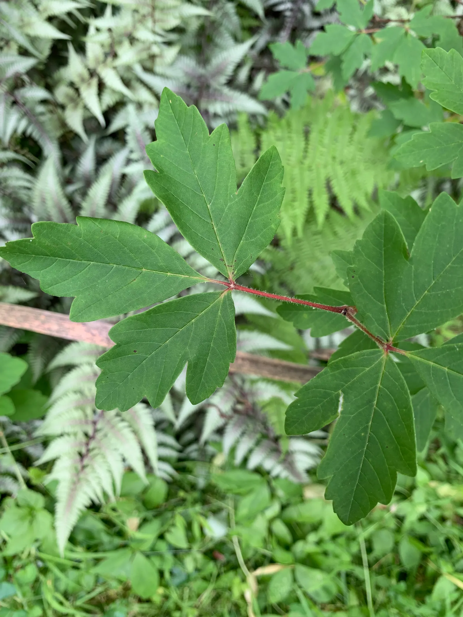 Three Flowered Maple (Acer Triflorum) — The Three Flowered Maple (Acer triflorum) is a distinguished small to medium-sized deciduous tree; an elegant choice