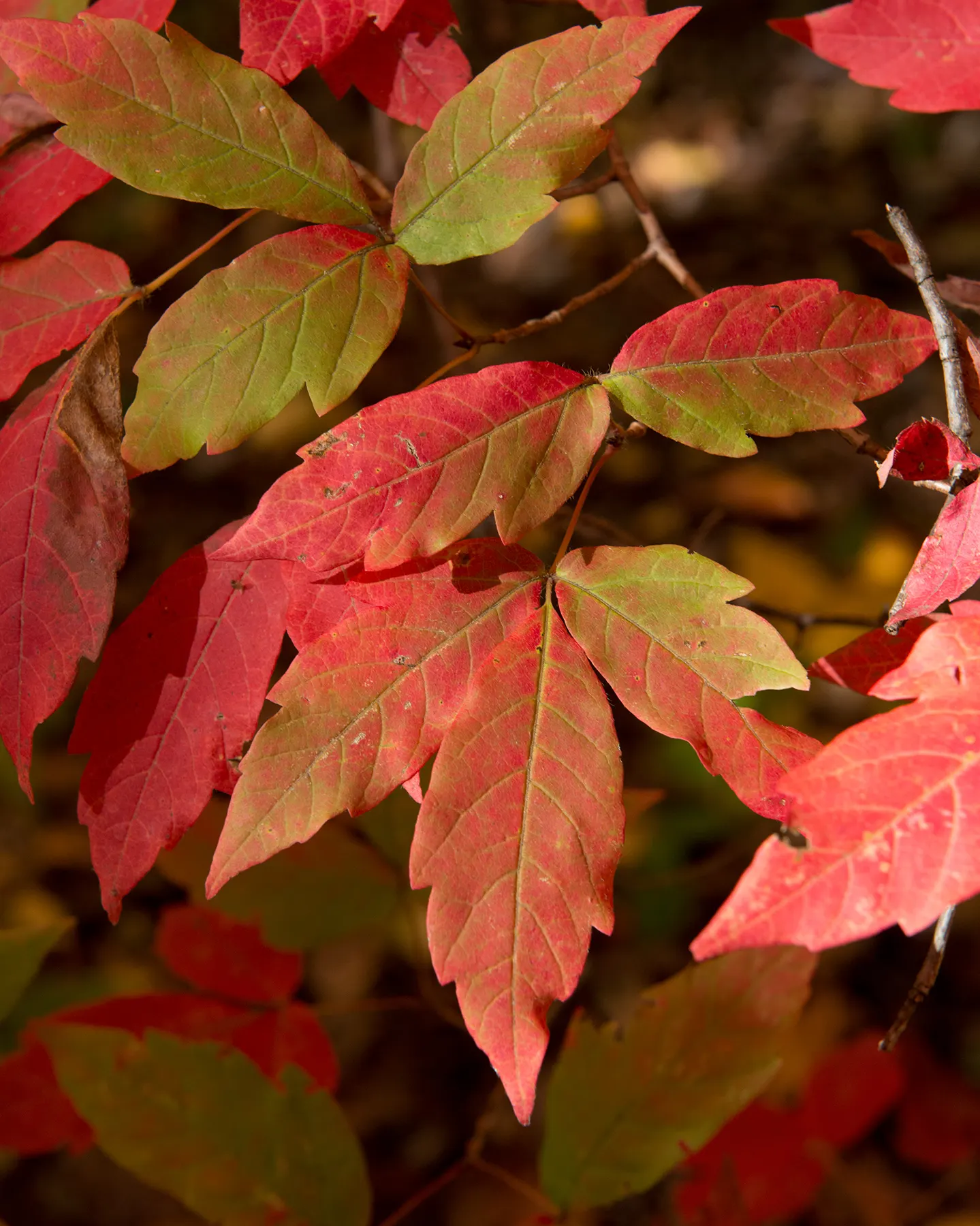 Three Flowered Maple (Acer Triflorum) — its rounded to oval crown offers a compact silhouette suitable for smaller gardens or limited spaces