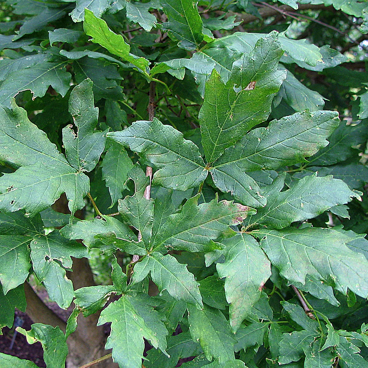 Three Flowered Maple (Acer Triflorum) — The Three Flowered Maple (Acer triflorum) is a gracefully structured