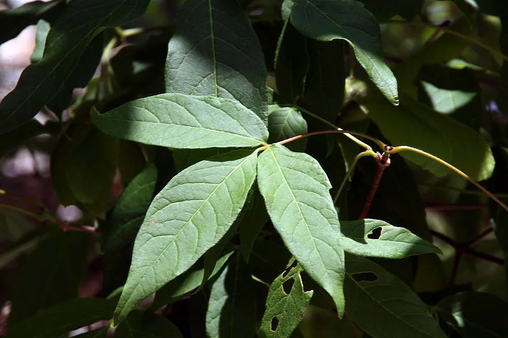 Three Flowered Maple (Acer Triflorum) — An elegant choice for four-season interest; the Three Flowered Maple (Acer triflorum) is a gracefully structured