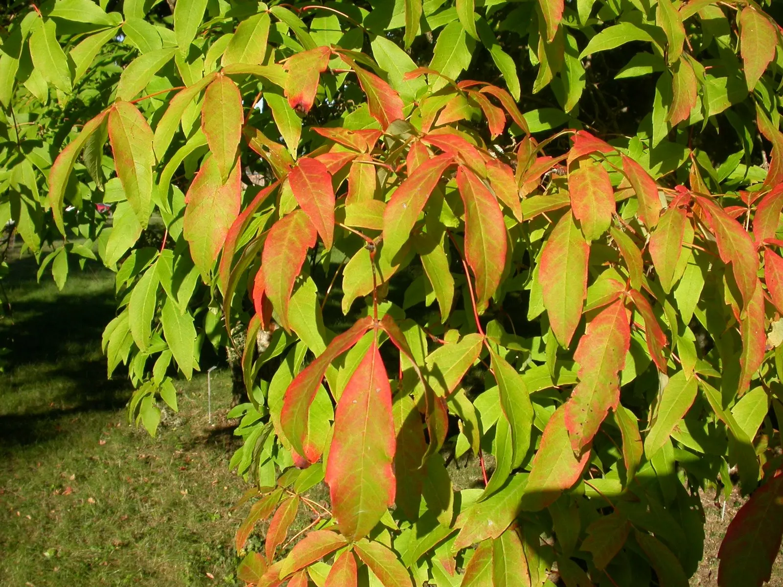 Three Flowered Maple (Acer Triflorum) — The tree's bark is exceptionally striking; it exfoliates to reveal a cinnamon-brown underbark