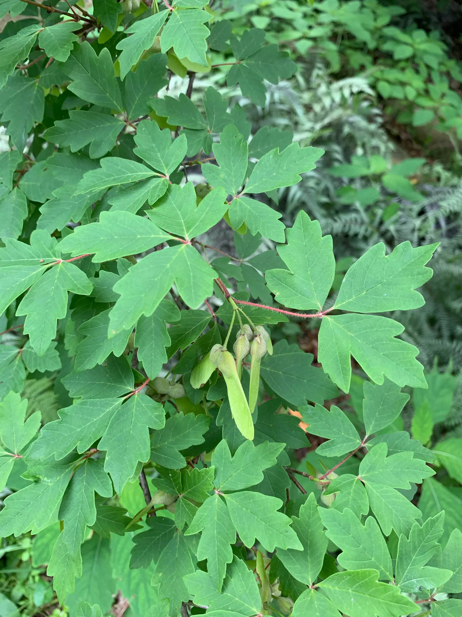Three Flowered Maple (Acer Triflorum) — cinnamon-brown bark and trifoliate leaves; offering year-round beauty and interest with an easy care profile