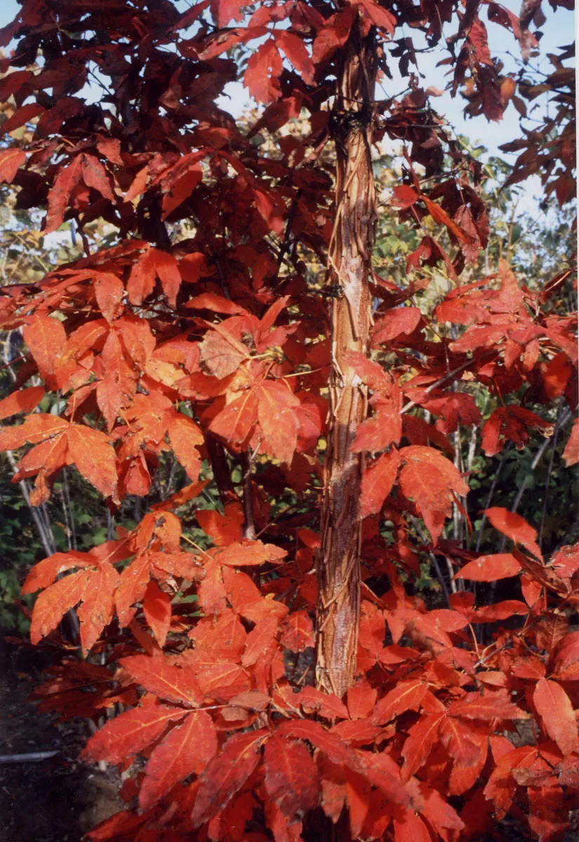 Three Flowered Maple (Acer Triflorum) — tree for full