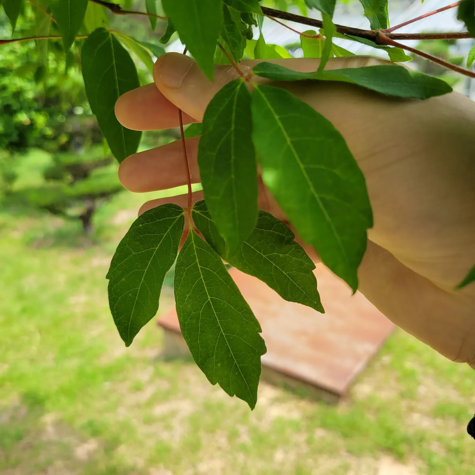 Three Flowered Maple (Acer Triflorum) — with a spread of 15-25 ft; which provide textural interest as they mature in the summer