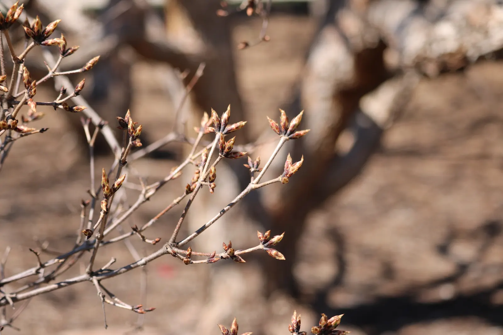 Three Flowered Maple (Acer Triflorum) — reaching heights of 20-30 ft; native to northeastern China and Korea