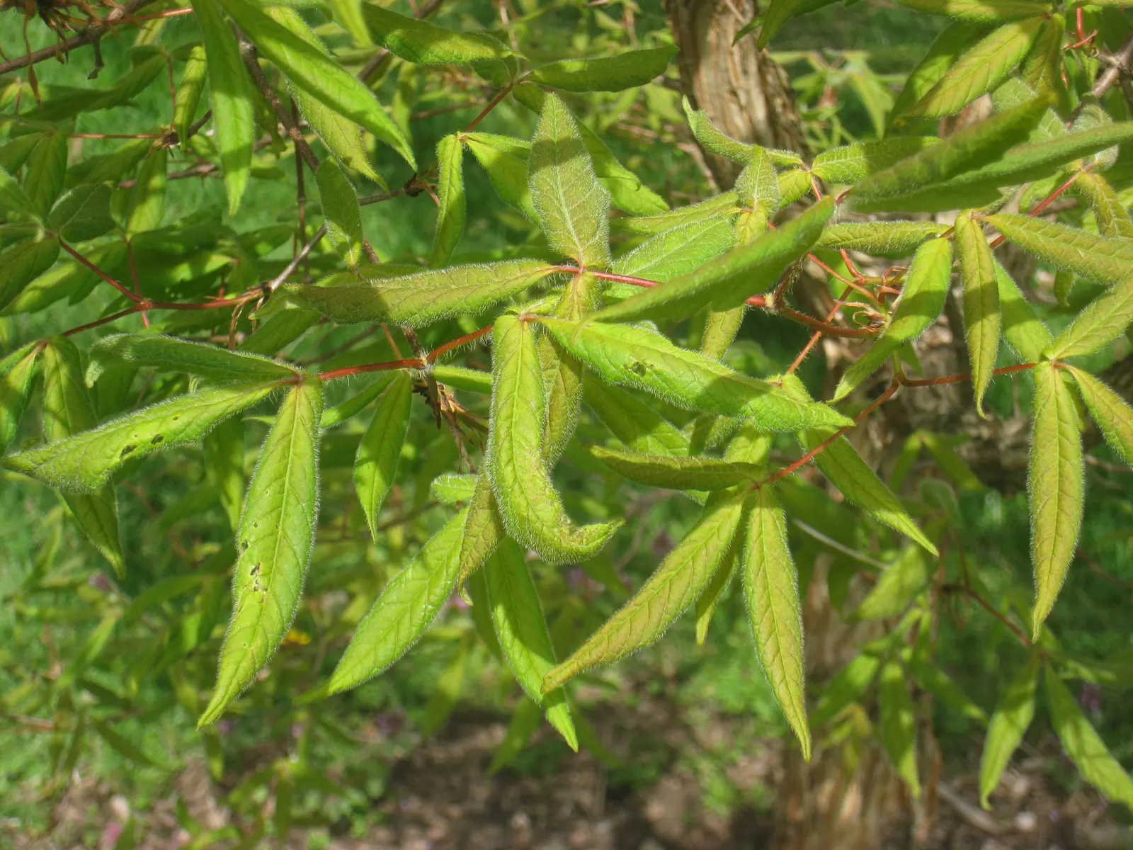 Three Flowered Maple (Acer Triflorum) — Native to northeastern China and Korea; it is relatively low maintenance and requires minimal pruning