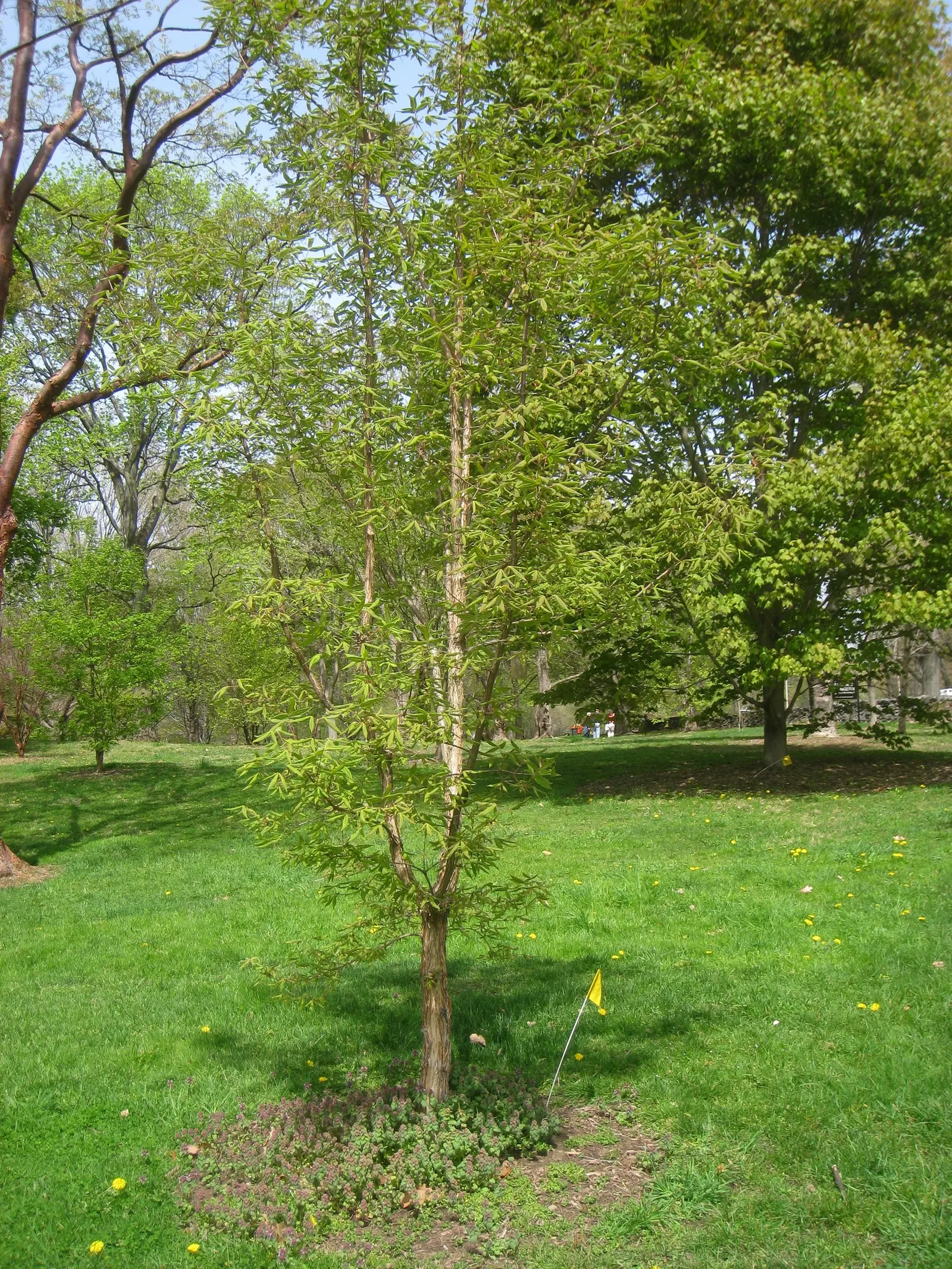 Three Flowered Maple (Acer Triflorum) — Clusters of yellow-green flowers emerge in spring; its rounded to oval crown offers a compact silhouette suitable for