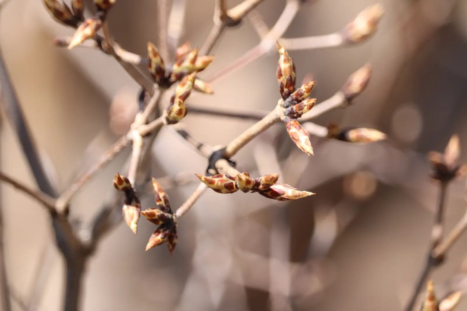 Three Flowered Maple (Acer Triflorum) — the Three Flowered Maple is a robust addition to any landscape