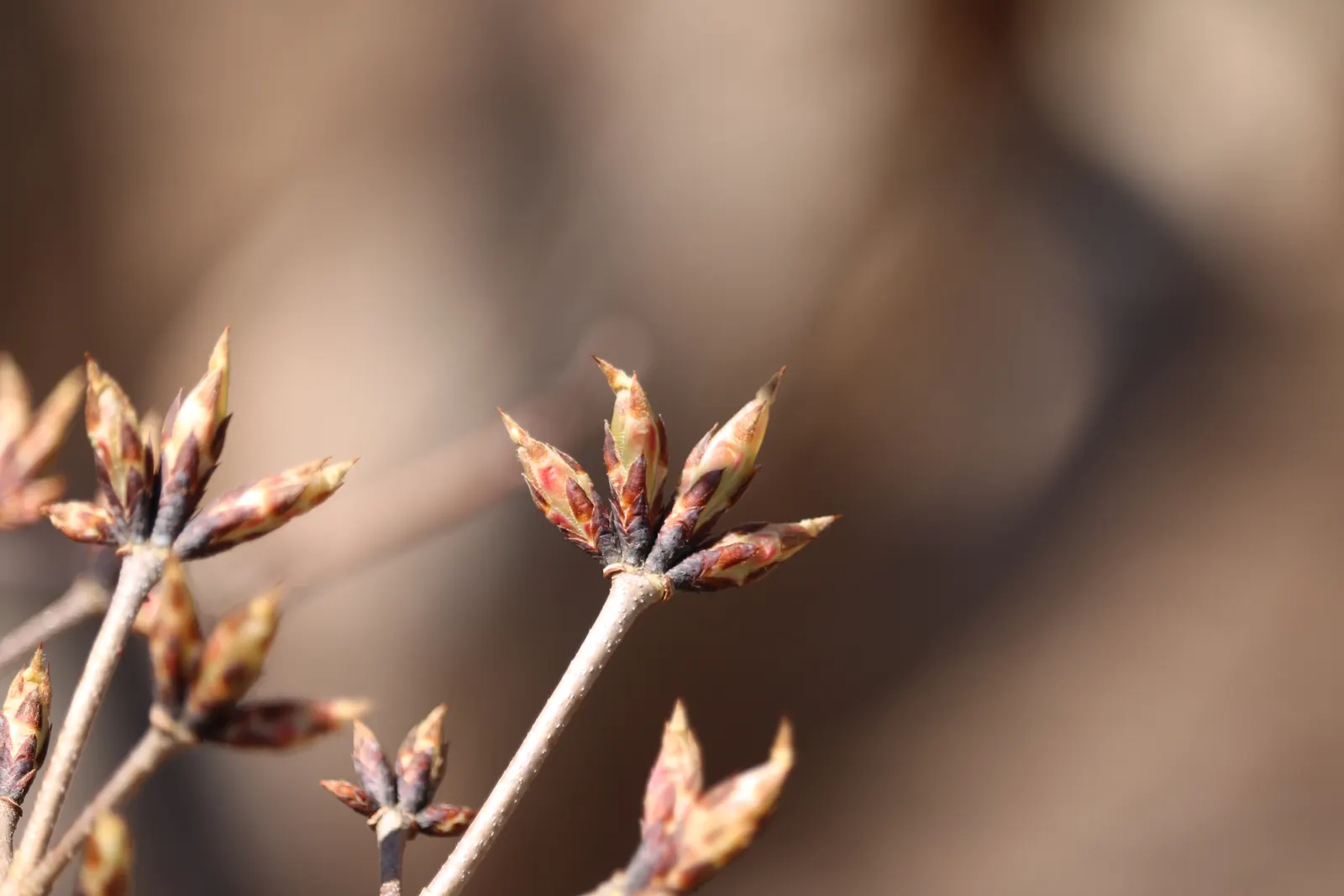 Three Flowered Maple (Acer Triflorum) — reaching heights of 20-30 ft
