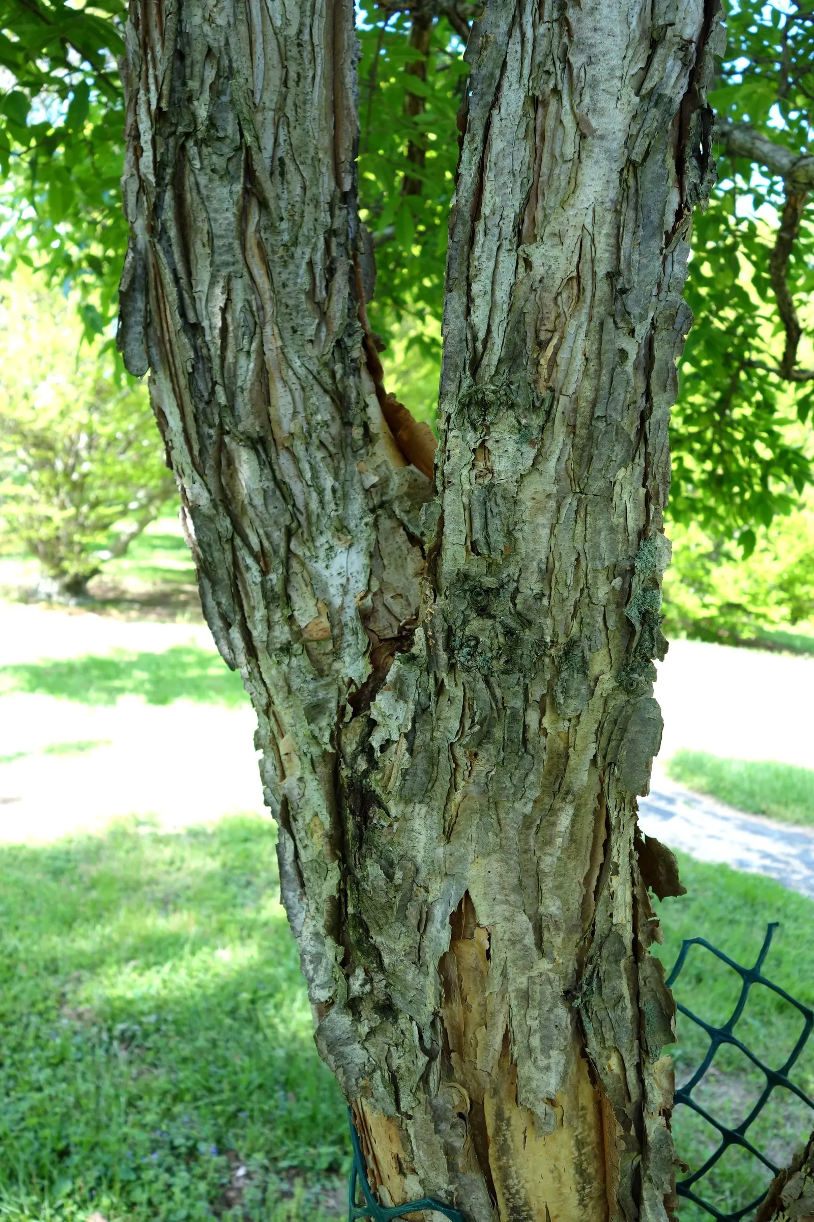Three Flowered Maple (Acer Triflorum) — cinnamon-brown bark and trifoliate leaves