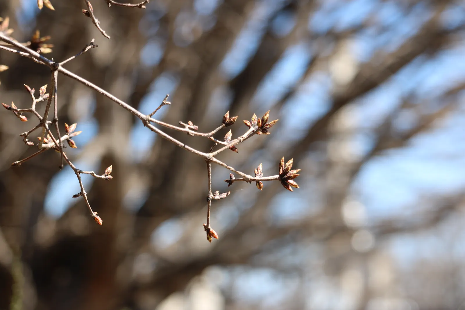 Three Flowered Maple (Acer Triflorum) — The Three Flowered Maple (Acer triflorum) is a distinguished small to medium-sized deciduous tree