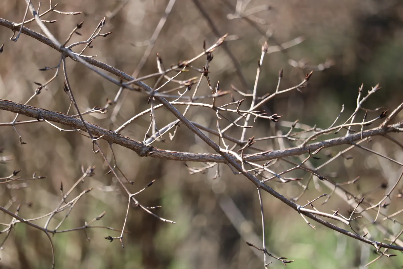 Three Flowered Maple (Acer Triflorum) — moist soil and can tolerate both full sun and partial shade
