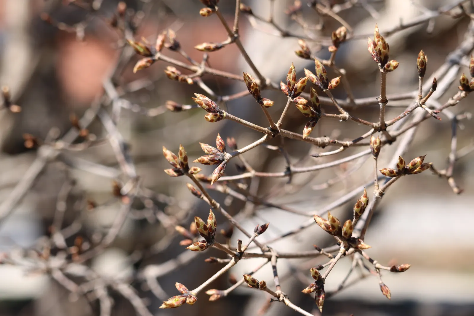 Three Flowered Maple (Acer Triflorum) — which produce striking fall colors of yellow to red