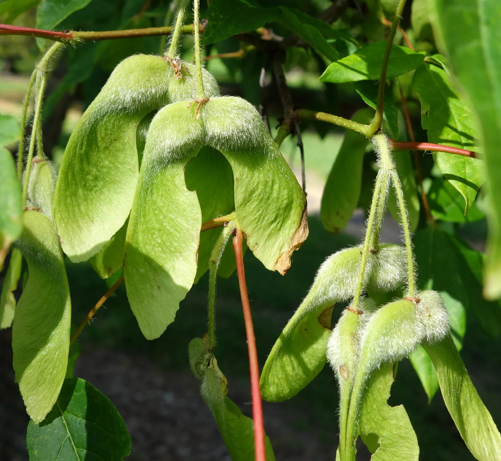 Three Flowered Maple (Acer Triflorum) — notable for providing multi-season interest in a landscape design; and red in the fall.<br><br>In late spring