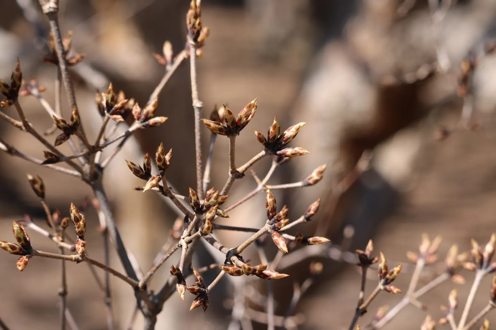 Three Flowered Maple (Acer Triflorum) — which provide textural interest as they mature in the summer