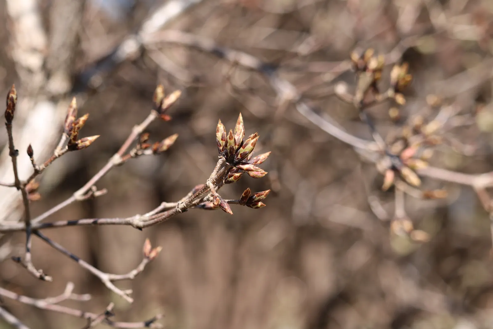 Three Flowered Maple (Acer Triflorum) — It is relatively low maintenance and requires minimal pruning
