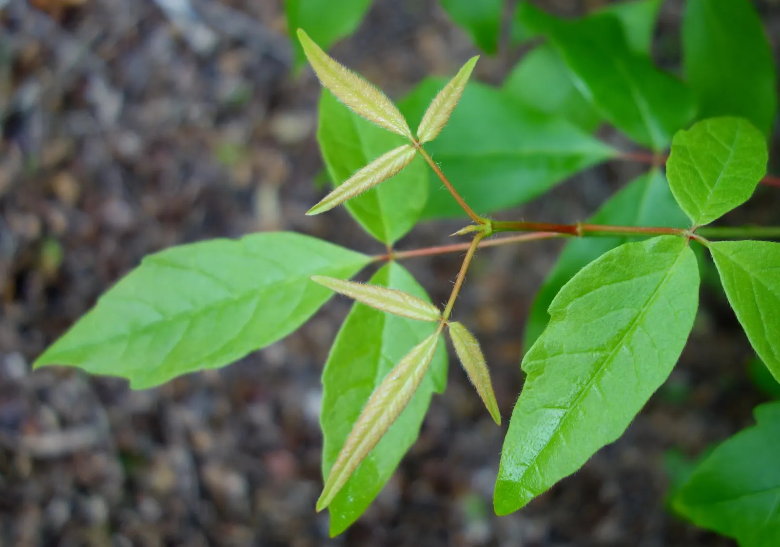 Three Flowered Maple (Acer Triflorum) — The Three Flowered Maple (Acer triflorum) is a gracefully structured; cinnamon-brown bark and trifoliate leaves
