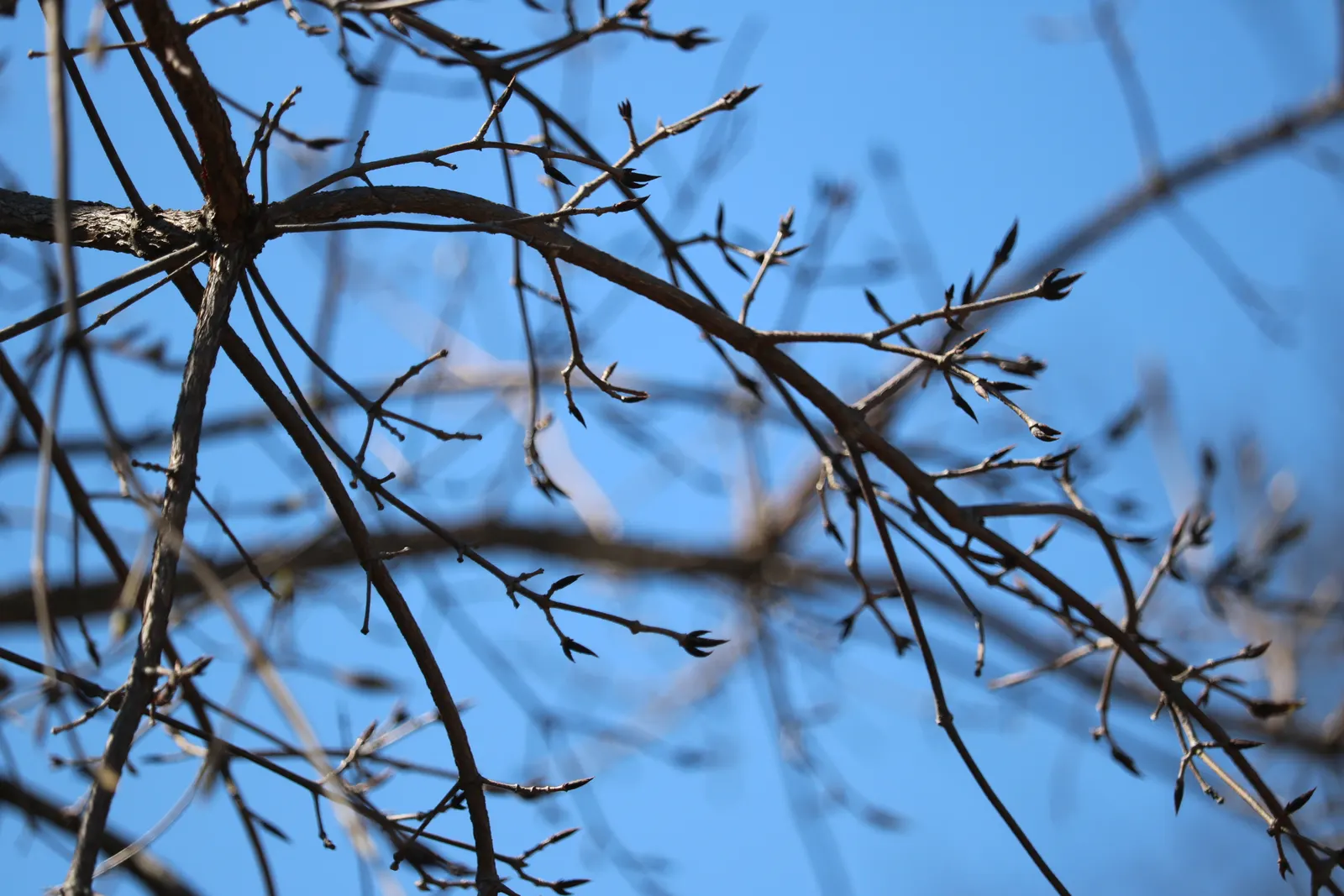 Three Flowered Maple (Acer Triflorum) — Native to northeastern China and Korea