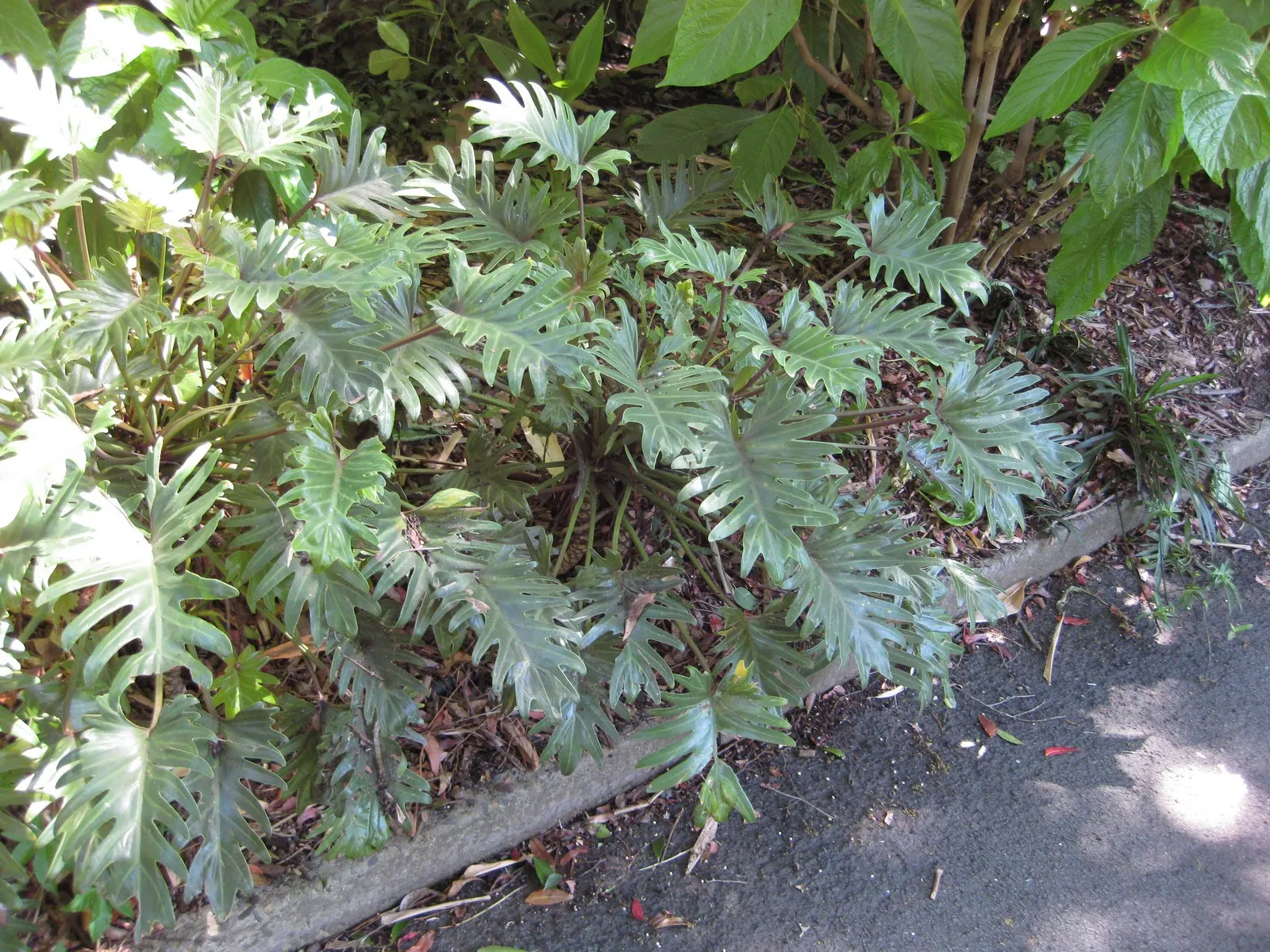 Winterbourn Philodendron (Philodendron X 'Xanadu') — commonly known as Winterbourn Philodendron