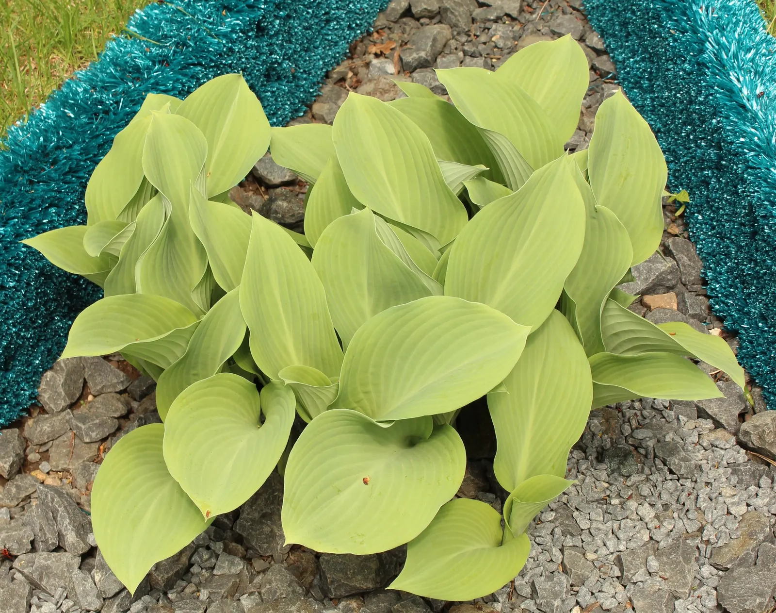 Krossa Regal Hosta (Hosta 'Krossa Regal') — and they exhibit a slightly corrugated texture with subtle ribbing