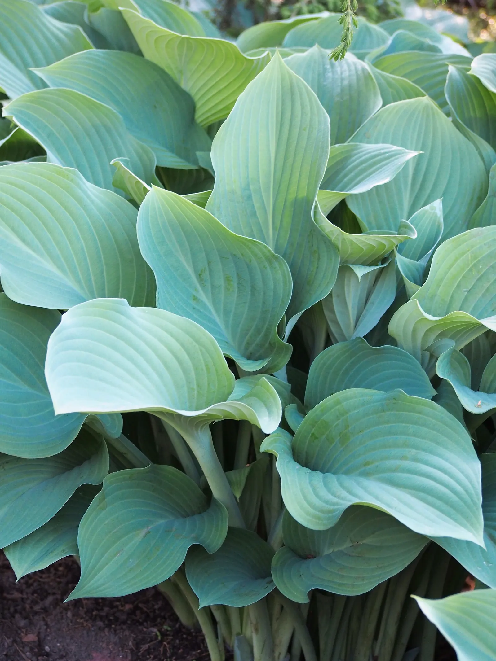Krossa Regal Hosta (Hosta 'Krossa Regal') — Known for its vase-like growth habit