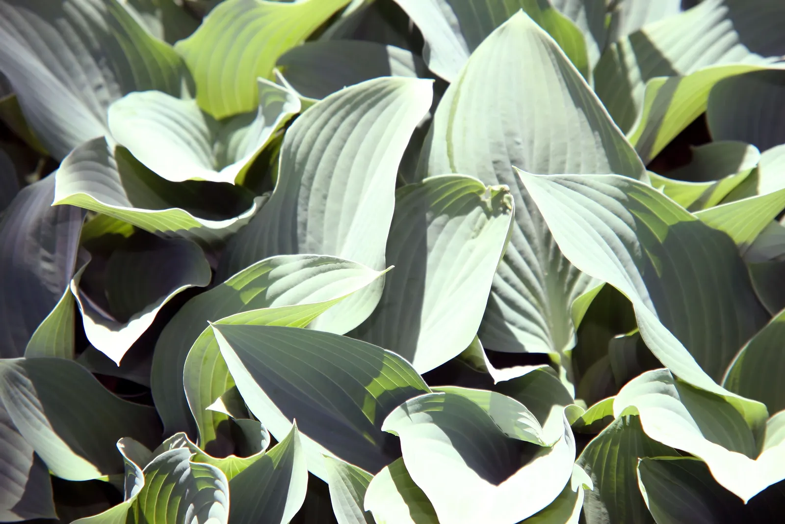 Krossa Regal Hosta (Hosta 'Krossa Regal') — it's relatively slug-resistant and is excellent as a solitary specimen or in mass plantings