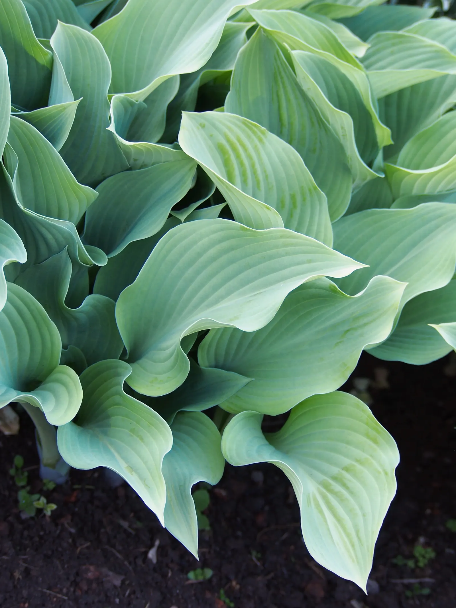 Krossa Regal Hosta (Hosta 'Krossa Regal') — measuring about 11 inches in length and 7 inches in width
