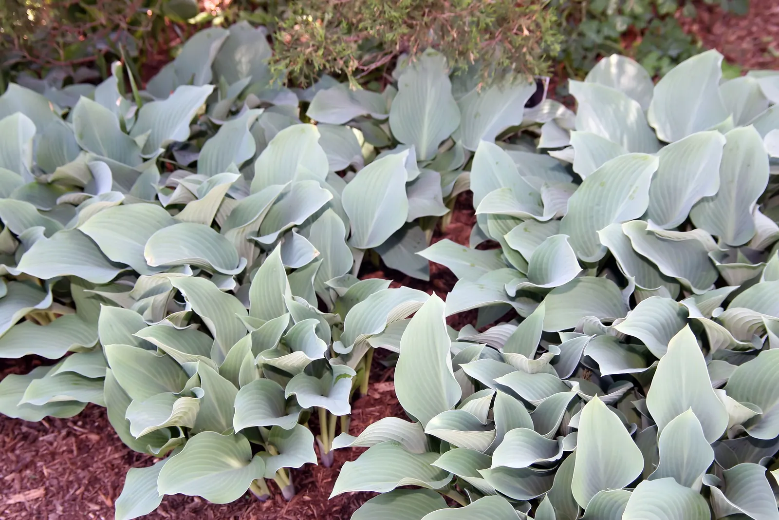 Krossa Regal Hosta (Hosta 'Krossa Regal') — Ideal for shady areas, this hosta requires well-drained soil with moderate moisture