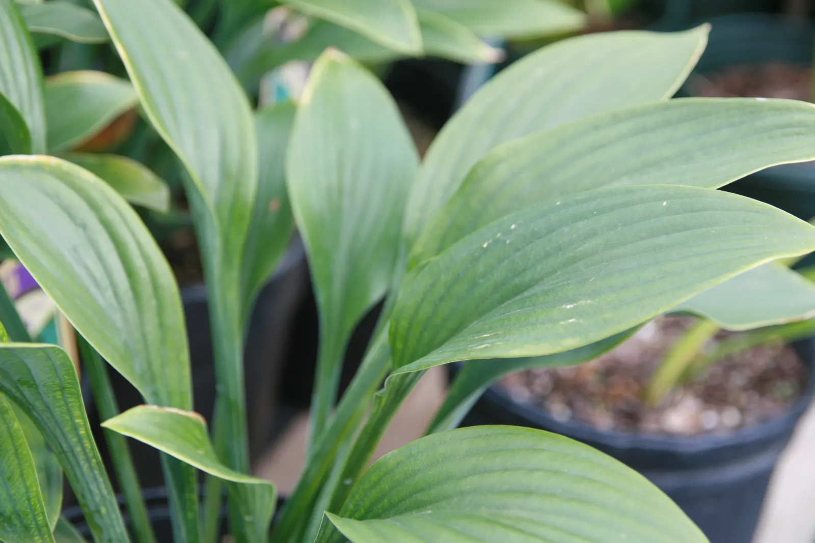 Krossa Regal Hosta (Hosta 'Krossa Regal') — commonly referred to as Krossa Regal Hosta