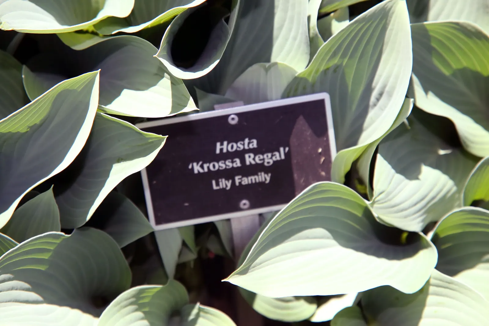 Krossa Regal Hosta (Hosta 'Krossa Regal') — The Hosta 'Krossa Regal' is a striking perennial valued for its dignified stature and sculptural foliage